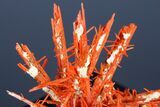 Bright Orange Crocoite Crystal Cluster - Tasmania #182738-1